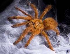 Usambara Orange Baboon Spiderlings