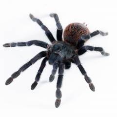 Brazilian Blue Violet Spiderlings