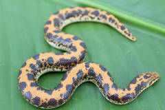 Baby Kenyan Sand Boas 
