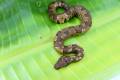 Viper Boas