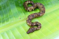 Viper Boas
