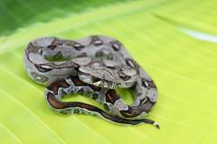 Baby Colombian Boas