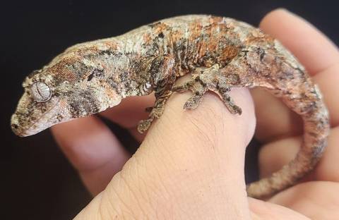 Baby Mossy Prehensile Tailed Geckos (chahoua)