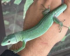 Adult Green Keeled Lizards w/minor nicks