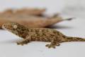 Baby Female Pine Island Leachianus Geckos
