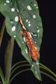 Komodo Spotted Begonia Plant