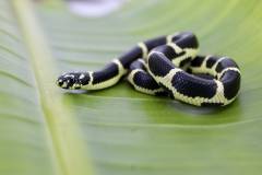 Baby Chesapeake Eastern Chain Kingsnakes 