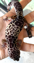 Adult Female West Indian Leopard Geckos