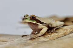 Masked Tree Frogs