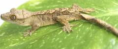 Baby Dalmatian Crested Geckos