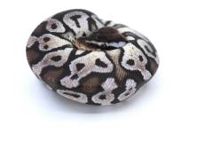 Baby TSK Pastel Axanthic Ball Pythons