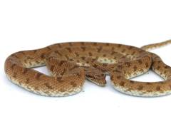 Diadem Ratsnakes