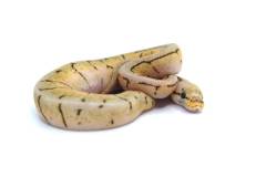 Baby Spinnerblast Ball Pythons