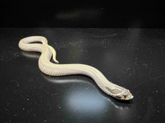 Small Super Anaconda Western Hognose Snakes
