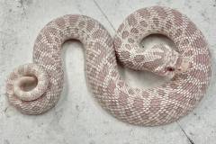 Small Snow Western Hognose Snakes