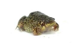 Togo Rain Frogs