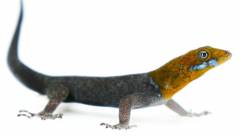 Yellow Headed Dwarf Geckos