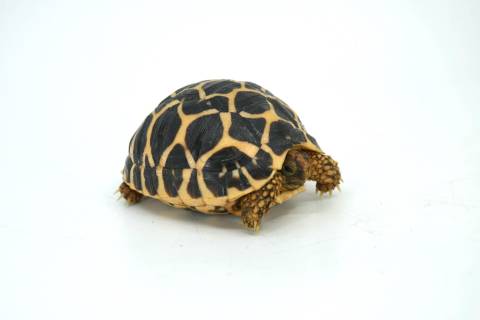 Baby Sri Lankan Star Tortoises