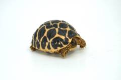 Baby Sri Lankan Star Tortoises