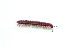 Pink Dragon Millipedes