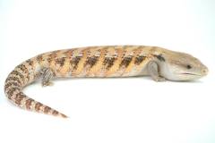 Adult Northern Blue Tongue Skinks