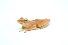 Golden Tree Frogs