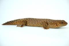 Gidgee Skinks