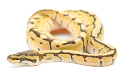 Baby Spider Mojave Ball Pythons
