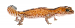 Sub Adult Zero African Fat Tailed Geckos