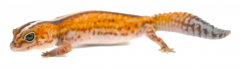Sub Adult Patternless Whiteout African Fat Tailed Geckos