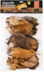 Galapagos Magnolia Leaves