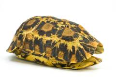 Northern Zombensis Hingeback Tortoises