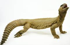 Adult Giant Saudi Arabian Uromastyx Microlepis 1