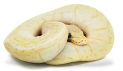 Baby Banana Lemonblast Ball Pythons