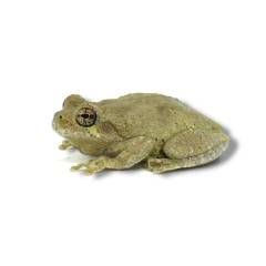 Grey Tree Frogs