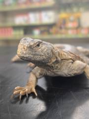 Egyptian Uromastyx