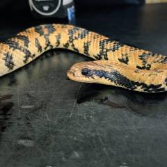 Medium Female False Water Cobra 2