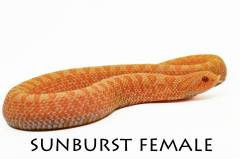Baby Female Sunburst Western Hognose Snakes