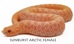 Baby Female Arctic Sunburst Western Hognose Snakes