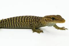 Baby Black Headed Monitors