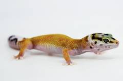 Baby Hypo Jungle Designer Leopard Geckos