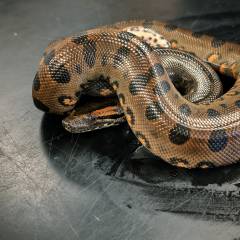 Baby Green Anacondas