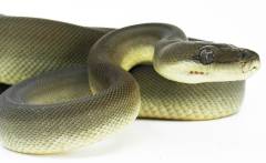 Small Olive Pythons