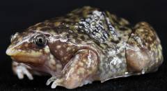 Togo Rain Frogs