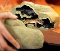 Exo Terra Medium Reptile Den