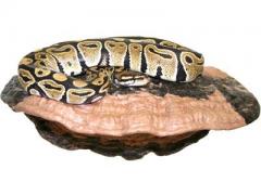 Pet Tekk Large Mushroom Ledge
