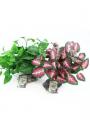 Pet Tekk Large tropical plant