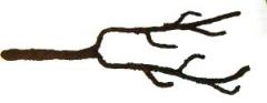 T-Rex Aqua Root Small