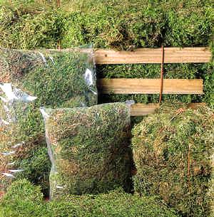 Zoo Med Bulk Green Sphagnum Moss