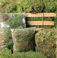 Zoo Med Bulk Green Sphagnum Moss